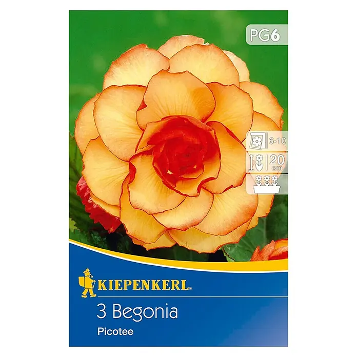 Kiepenkerl Sommerblumenzwiebeln Begonie - Begonia x tuberhybrida 'Picotee', 3 Stk. - Produktbild der Kiepenkerl 3 Begonia Picotee mit einer Nahaufnahme der zweifarbigen Blüte in Gelb und Orange.