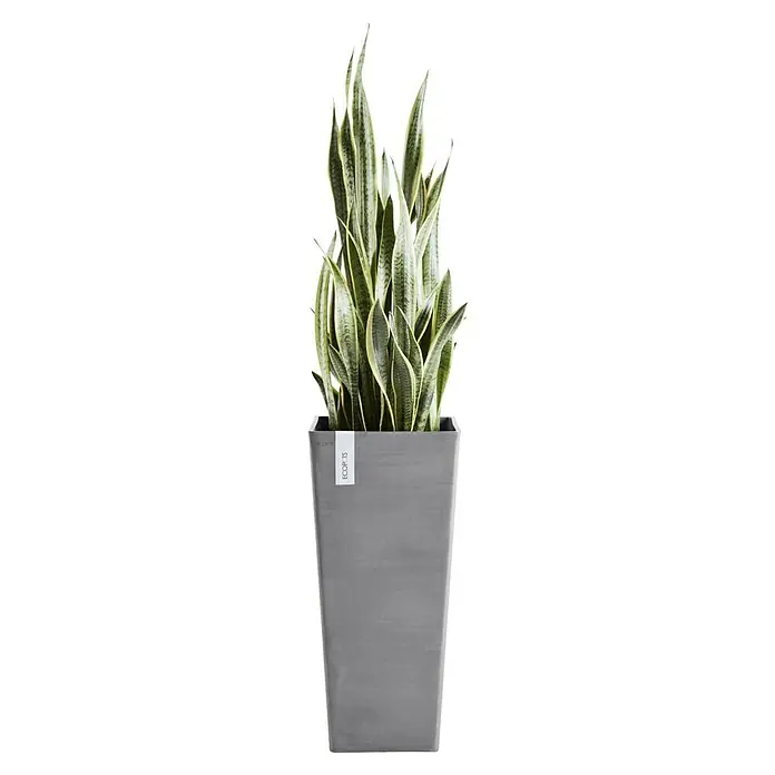 Ecopots Rotterdam Pflanzsäule eckig - Außenmaß (L x B x H): 32,7 x 32,7 x 70,5 cm, Kunststoff, Grau - Stilvolle Sansevieria Pflanze im modernen, grauen Topf. Ein dekoratives Element für jeden Raum, das Eleganz und natürliche Schönheit vereint.