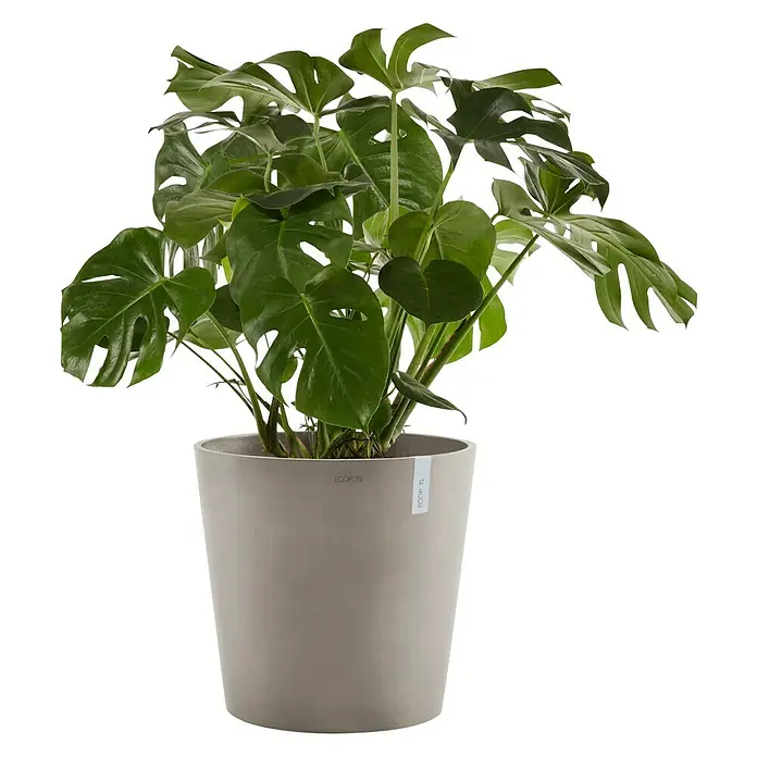 Ecopots Amsterdam Pflanzkübel rund - Außenmaß (Ø x H): 50 x 44,3 cm, Kunststoff, Braungrau, Mit Bewässerungssystem - Zimmerpflanze Monstera deliciosa in einem Ecopot-Pflanzgefäß. Die Pflanze hat große, grüne Blätter mit charakteristischen Einschnitten.