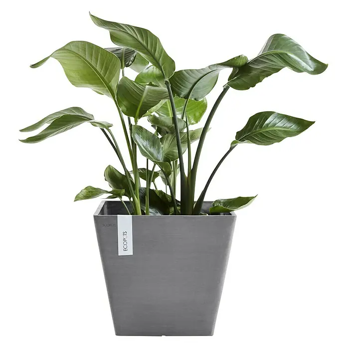 Ecopots Rotterdam Pflanzkasten - Außenmaß (L x B x H): 50 x 50 x 43,5 cm, Kunststoff, Grau - Elegante Zimmerpflanze 'Strelitzie' in einem modernen grauen ECOPOTS-Pflanzgefäß. Perfekt für stilvolle Innenräume und bietet eine grüne, natürliche Note.