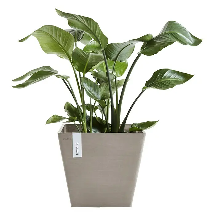 Ecopots Rotterdam Pflanzkasten - Außenmaß (L x B x H): 50 x 50 x 43,5 cm, Kunststoff, Braungrau - Zimmerpflanze Strelitzie im Ecopots Pflanzgefäß. Die Pflanze hat große grüne Blätter und steht in einem quadratischen, beigen Topf mit einem weißen Etikett.
