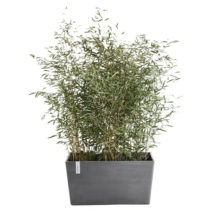 Ecopots Pflanzkasten Paris - Außenmaß (L x B x H): 60 x 26,2 x 40,5 cm, Kunststoff, Grau - Zimmerbambus im rechteckigen Topf. Dekorative Pflanze für Innenräume, die eine natürliche und beruhigende Atmosphäre schafft.