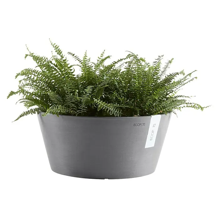 Ecopots Pflanzschale rund Frankfurt - Außenmaß (Ø x H): 30,6 x 15,6 cm, Kunststoff, Grau - Grauer Ecopots Blumentopf mit Farnpflanze, ideal für stilvolle Innen- und Außendekoration. Nachhaltiges Design für ein grüneres Zuhause.