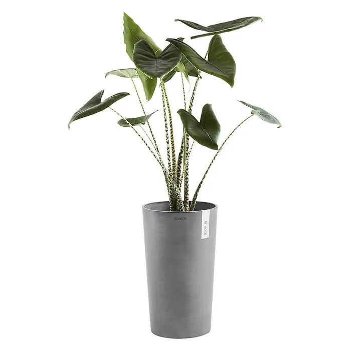 Ecopots Amsterdam Pflanzsäule rund Mid High - Außenmaß (Ø x H): 30 x 50 cm, Kunststoff, Grau - Dekorative Zimmerpflanze in einem grauen Topf von Ecopots, die mit ihren markanten Blättern und Stängeln einen Hauch von Grün in jeden Raum bringt.