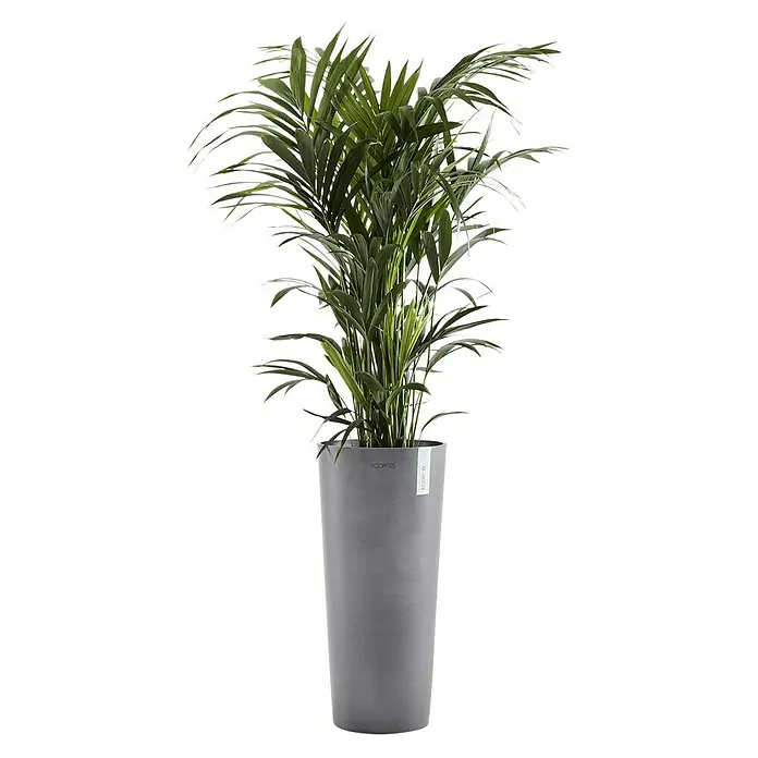 Ecopots Amsterdam Pflanzsäule rund High - Außenmaß (Ø x H): 32,5 x 70 cm, Kunststoff, Grau - Zimmerpflanze in einem hohen, zylindrischen, grauen Pflanzgefäß, ideal für die Dekoration von Innenräumen und zur Verbesserung der Luftqualität.