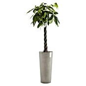 Ecopots Amsterdam Pflanzsäule rund High (Außenmaß (Ø x H): 32,5 x 70 cm, Kunststoff, Braungrau) | BAUHAUS