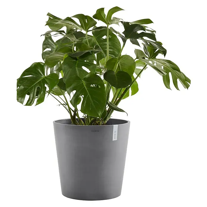 Ecopots Amsterdam Pflanztopf - Außenmaß (Ø x H): 50,5 x 43,5 cm, Kunststoff, Grau - Zimmerpflanze Monstera deliciosa in einem grauen Ecopots Topf, die perfekte Dekoration für jeden Raum.
