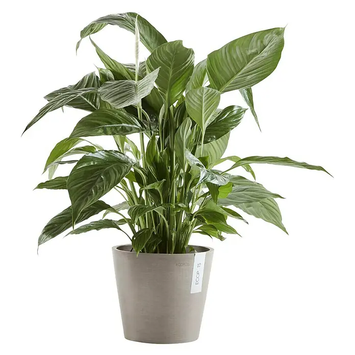 Ecopots Amsterdam Pflanztopf - Außenmaß (Ø x H): 20 x 17,1 cm, Kunststoff, Braungrau - Zimmerpflanze Friedenslilie (Spathiphyllum) in einem grauen Topf von Ecopots, üppiges Grün.