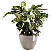 Ecopots Pflanztopf Antwerpen (Außenmaß (Ø x H): 30,2 x 25 cm, Kunststoff, Braungrau) | BAUHAUS