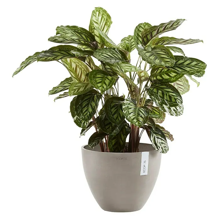 Ecopots Pflanztopf Antwerpen - Außenmaß (Ø x H): 30,2 x 25 cm, Kunststoff, Braungrau - Zimmerpflanze in einem ECopots-Topf mit auffälligen Blättern, die jedem Raum eine natürliche und stilvolle Note verleihen.