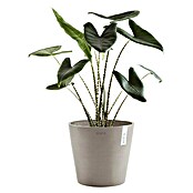 Ecopots Amsterdam Pflanztopf (Außenmaß (Ø x H): 30 x 26 cm, Kunststoff, Braungrau) | BAUHAUS