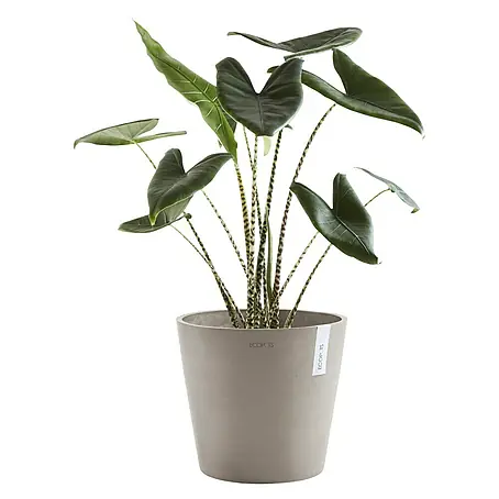 Calathea online kaufen