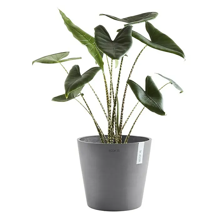 Ecopots Amsterdam Pflanztopf - Außenmaß (Ø x H): 30 x 25,4 cm, Kunststoff, Grau - Zimmerpflanze in einem grauen ECOPOTS Pflanzgefäß. Die Pflanze hat große, grüne Blätter und auffällige, gestreifte Stängel.