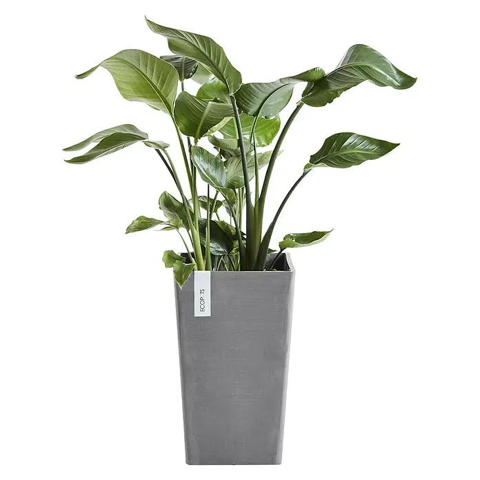 Ecopots Rotterdam Pflanzsäule eckig - Außenmaß (L x B x H): 30 x 30 x 50 cm, Kunststoff, Grau - Der graue Ecopots-Blumentopf mit einer üppigen, grünen Pflanze ist eine stilvolle und nachhaltige Wahl für jedes Zuhause.