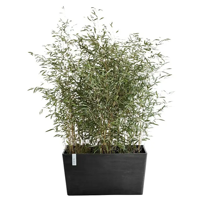 Ecopots Pflanzkasten Paris - Außenmaß (L x B x H): 80,3 x 38 x 40,5 cm, Kunststoff, Dunkelgrau - Nahaufnahme einer schlanken Bambuspflanze in einem stilvollen, rechteckigen Pflanzgefäß, perfekt für moderne Innenräume.