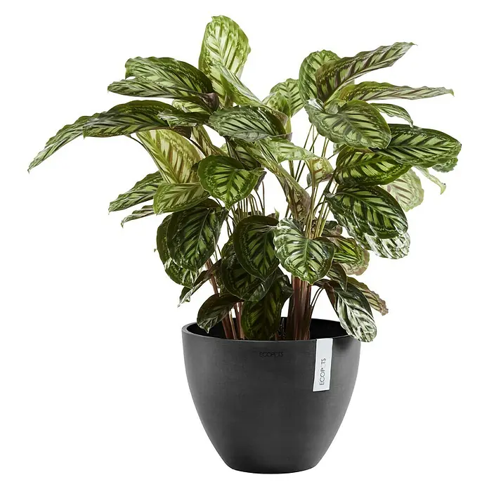 Ecopots Pflanztopf Antwerpen - Außenmaß (Ø x H): 30,2 x 25 cm, Kunststoff, Dunkelgrau - Zimmerpflanze in einem schwarzen Topf der Marke Ecopots. Die Blätter der Pflanze haben ein grünes und weißes Streifenmuster.