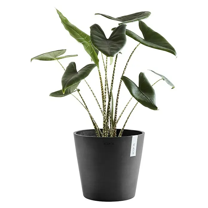 Ecopots Amsterdam Pflanztopf - Außenmaß (Ø x H): 40 x 34,5 cm, Kunststoff, Dunkelgrau - Das Foto zeigt eine Zimmerpflanze, eine Alocasia Zebrina, in einem dunklen Ecopots Pflanztopf auf schwarzem Hintergrund.
