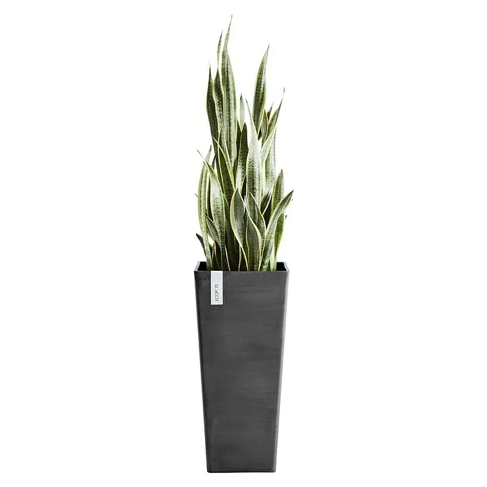 Ecopots Rotterdam Pflanzsäule eckig - Außenmaß (L x B x H): 32,7 x 32,7 x 70,5 cm, Kunststoff, Dunkelgrau - Eine Sansevieria Trifasciata Pflanze im schwarzen Topf. Die Pflanze ist hoch und hat lange, spitze Blätter mit einem hellen Rand.