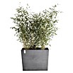 Ecopots Pflanzkasten Paris (Außenmaß (L x B x H): 85,2 x 39,5 x 65,8 cm, Kunststoff, Grau, Ausstattung Pflanzgefäß: Rollen) | BAUHAUS