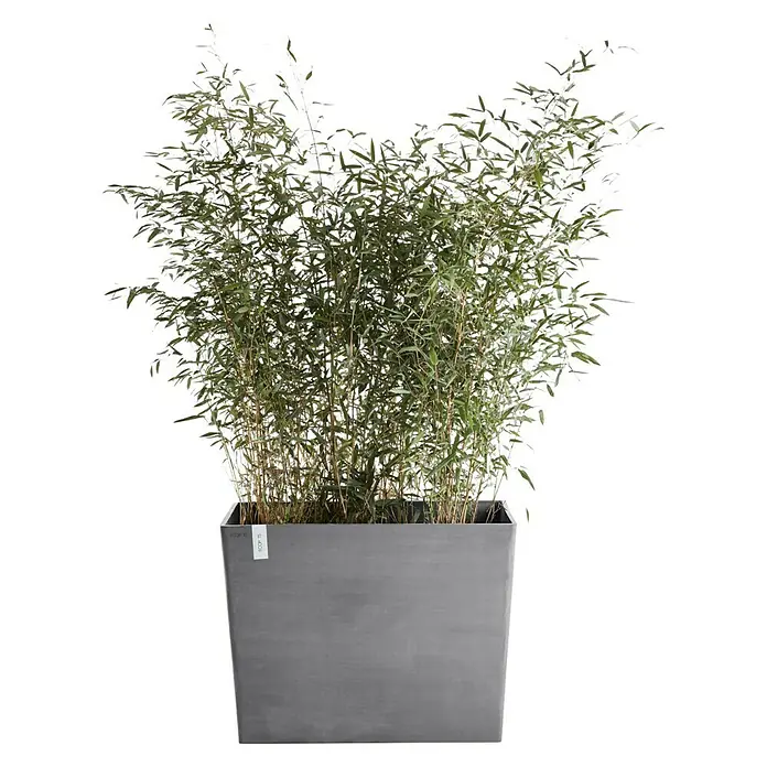 Ecopots Pflanzkasten ParisAußenmaß (L x B x H): 85 x 40 x 65 cm, Kunststoff, Grau, Ausstattung Pflanzgefäß: Rollen - Dekorative Bambuspflanze in einem stilvollen, grauen Pflanzgefäß, ideal für Innen- und Außenbereiche zur Verschönerung von Räumen.