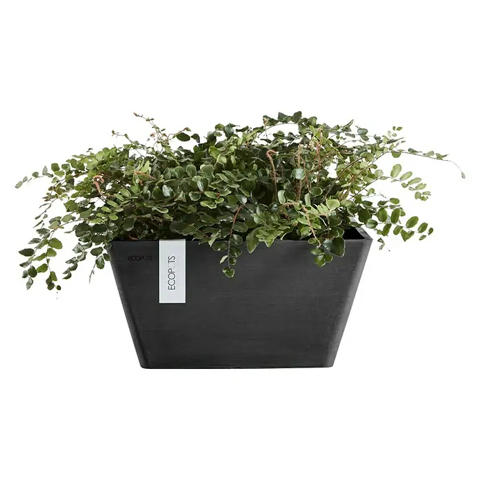 Ecopots Berlin Pflanzschale eckig - Außenmaß (L x B x H): 31,2 x 31 x 15,7 cm, Kunststoff, Dunkelgrau - Das Bild zeigt einen ECOPOTS-Pflanzkasten in Anthrazit mit einer üppigen grünen Pflanze. Der Pflanzkasten hat eine moderne, rechteckige Form.
