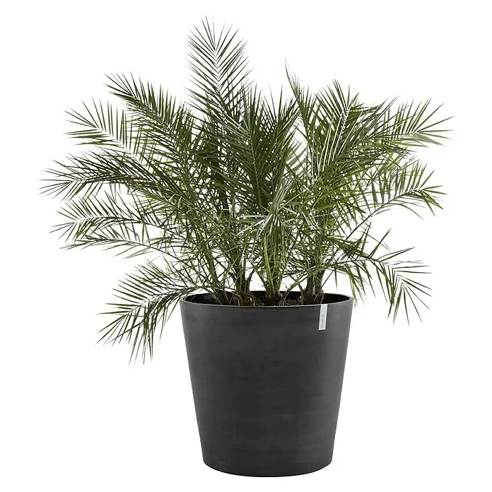 Ecopots Amsterdam Pflanzkübel rund WheelsAußenmaß (Ø x H): 80 x 75 cm, Kunststoff, Dunkelgrau, Ausstattung Pflanzgefäß: Rollen - Zimmerpflanze Phoenix im stilvollen grauen Topf, ideal für die Dekoration von Innenräumen und zur Verbesserung der Raumluft.