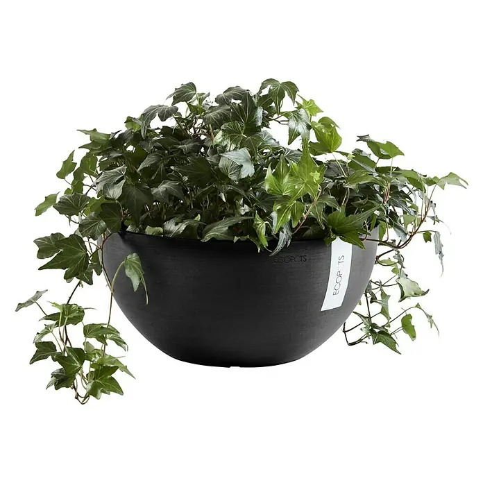 Ecopots Brussels Pflanzschale rund - Außenmaß (Ø x H): 30 x 14,8 cm, Kunststoff, Dunkelgrau - Eine Zimmerpflanze in einem schwarzen ECOPOTS Pflanzgefäß mit herabhängenden grünen Blättern, die eine natürliche und entspannende Atmosphäre schafft.