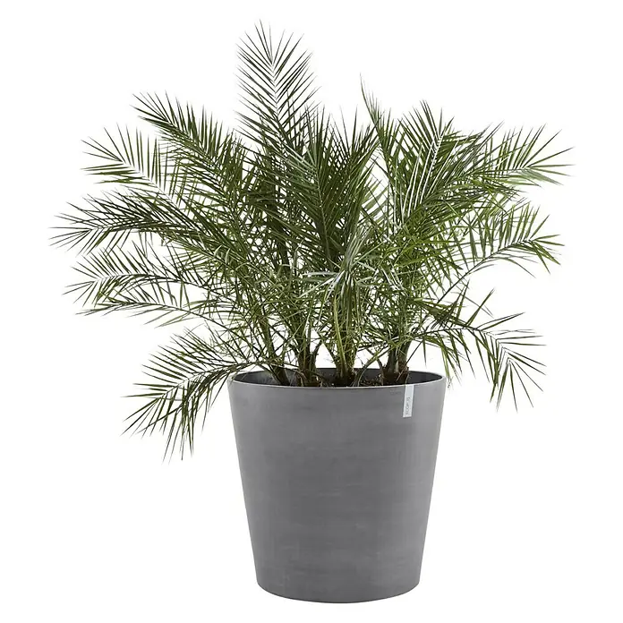 Ecopots Amsterdam Pflanzkübel rund Wheels - Außenmaß (Ø x H): 80 x 74,2 cm, Kunststoff, Grau, Ausstattung Pflanzgefäß: Rollen - Zimmerpflanze mit einem eleganten grauen Topf, die jedem Raum eine frische und stilvolle Note verleiht.