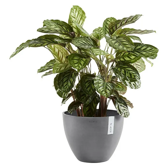 Ecopots Pflanztopf Antwerpen - Außenmaß (Ø x H): 30,2 x 25 cm, Kunststoff, Grau - Eine Calathea-Pflanze in einem grauen Ecopots-Topf mit eleganten Blattmustern, die jedem Raum eine natürliche Note verleiht.