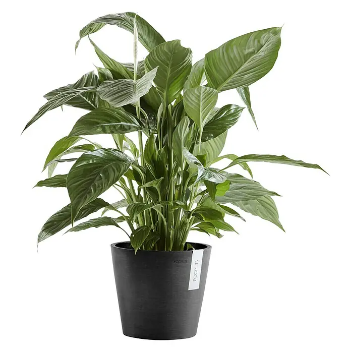 Ecopots Amsterdam Pflanztopf - Außenmaß (Ø x H): 20 x 17,1 cm, Kunststoff, Dunkelgrau - Zimmerpflanze Friedenslilie in einem modernen schwarzen Topf von Ecopots, die eine elegante Dekoration für jeden Raum darstellt.