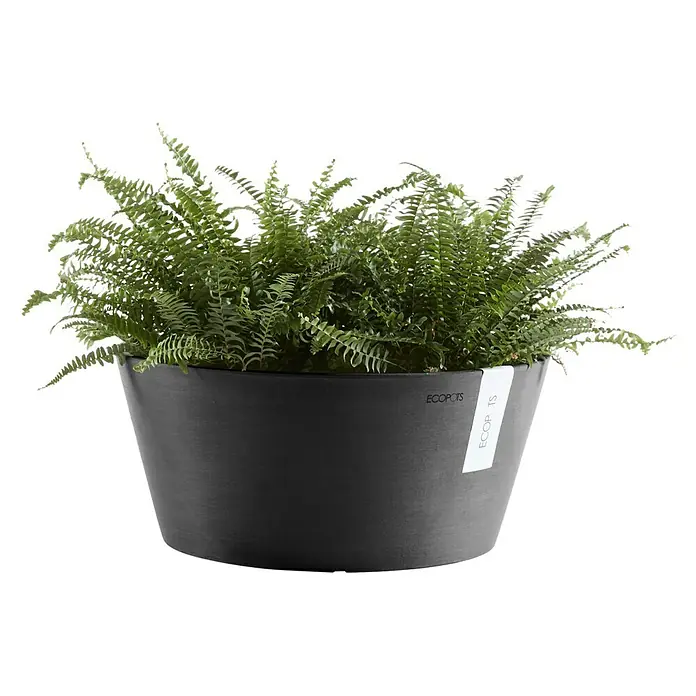 Ecopots Pflanzschale rund FrankfurtAußenmaß (Ø x H): 41 x 18 cm, Kunststoff, Dunkelgrau - Schwarzer Pflanztopf von Ecopots mit Farn bepflanzt, ideal für Zimmerpflanzen und zur Dekoration von Innenräumen.