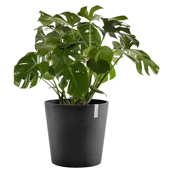 Ecopots Amsterdam Pflanztopf - Außenmaß (Ø x H): 50,5 x 43,5 cm, Kunststoff, Dunkelgrau - Zimmerpflanze Monstera deliciosa in einem anthrazitfarbenen Topf.