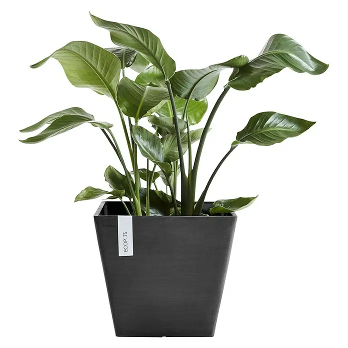 Ecopots Rotterdam Pflanzkasten - Außenmaß (L x B x H): 50 x 50 x 43,5 cm, Kunststoff, Dunkelgrau - Das Bild zeigt eine Paradiesvogelblume in einem modernen, quadratischen, anthrazitfarbenen Ecopots-Pflanzgefäß. Die Pflanze hat große, grüne Blätter.