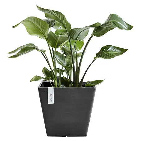 Ecopots Rotterdam Pflanzkasten