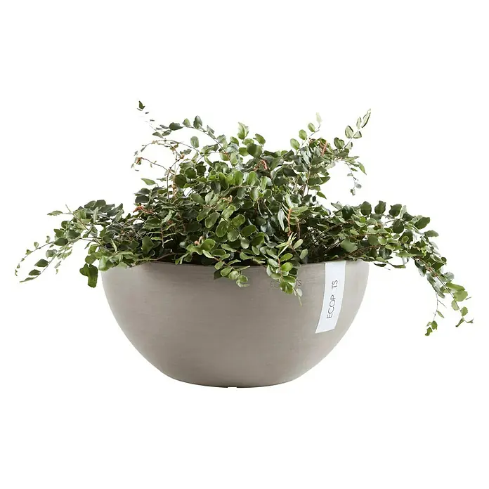 Ecopots Brussels Pflanzschale rund - Außenmaß (Ø x H): 25 x 12 cm, Kunststoff, Braungrau - Grauer ECOPOTS-Topf mit üppigem Grün. Das moderne Design des Topfes ergänzt die natürliche Schönheit der Pflanze.