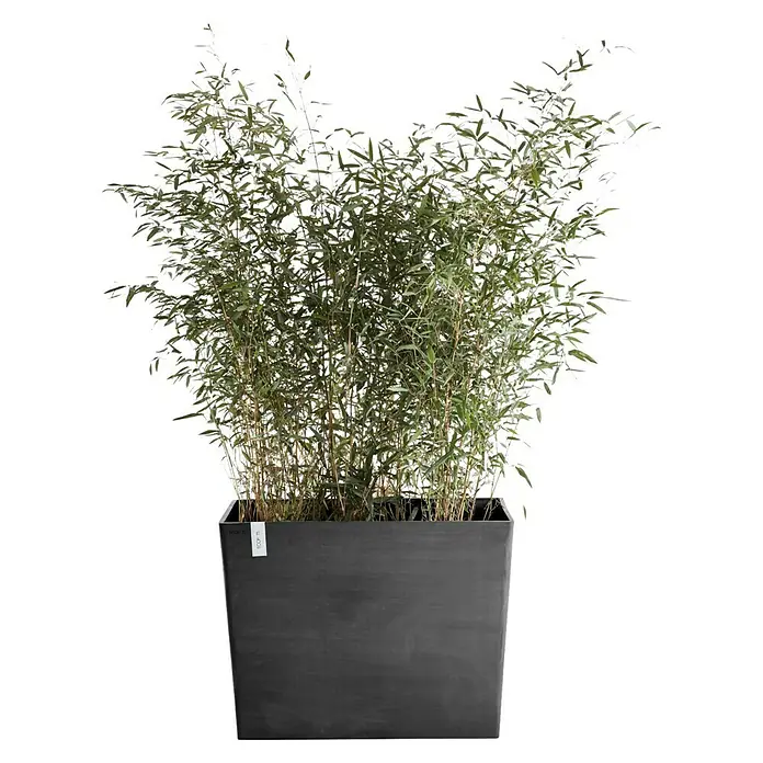Ecopots Pflanzkasten Paris - Außenmaß (L x B x H): 85,2 x 39,5 x 65,8 cm, Kunststoff, Dunkelgrau, Ausstattung Pflanzgefäß: Rollen - Stilvolle Topfpflanze mit Bambus in einem modernen, dunklen Pflanzgefäß, perfekt für Innen- und Außenbereiche.