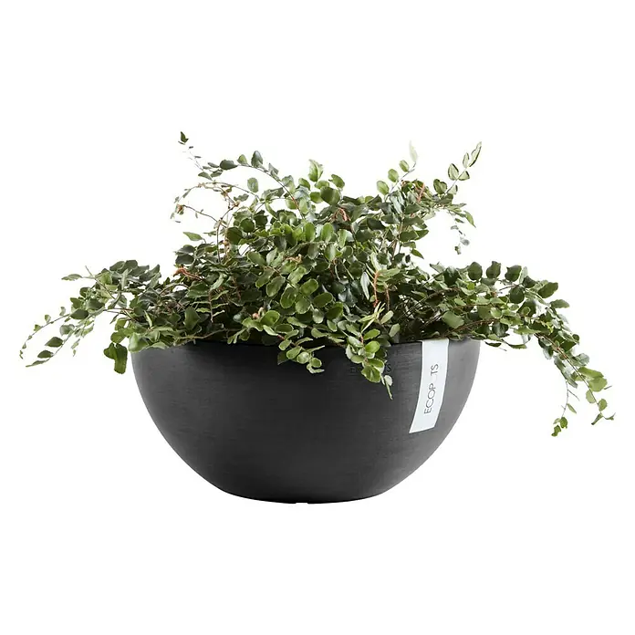 bay leaf plant for sale Laurus nobilis / kitchen bay laurel  Plant Studio