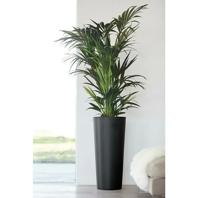 Ecopots Amsterdam Pflanzsäule rund High - Außenmaß (Ø x H): 32,5 x 70 cm, Kunststoff, Dunkelgrau - Zimmerpflanze in einem hohen, schlanken, schwarzen Topf vor einem hellen Hintergrund.