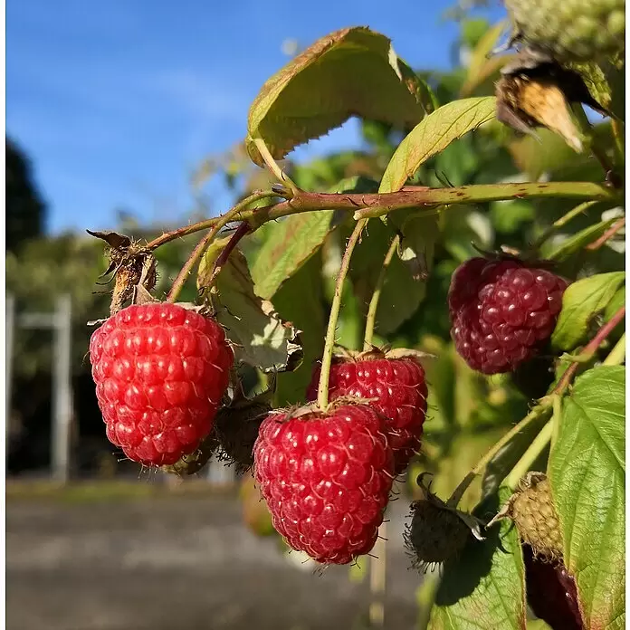 Himbeere Sortenmischung Autumn Bliss / Himbo Top - Rubus idaeus Autumn Bliss, Rubus idaeus Himbo Top, Erntezeit: August - Detailaufnahme