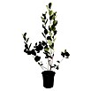 Apfelbeere (Aronia melanocarpa, Erntezeit: September, Topfvolumen: 3 l) | BAUHAUS