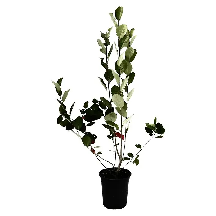 Apfelbeere Hugin - Aronia melanocarpa 'Hugin', Erntezeit: September - Attraktive Zimmerpflanze: Der Ilex crenata 'Shiro Fukurin' in einem schwarzen Topf bringt frische grüne Akzente in Ihr Zuhause.