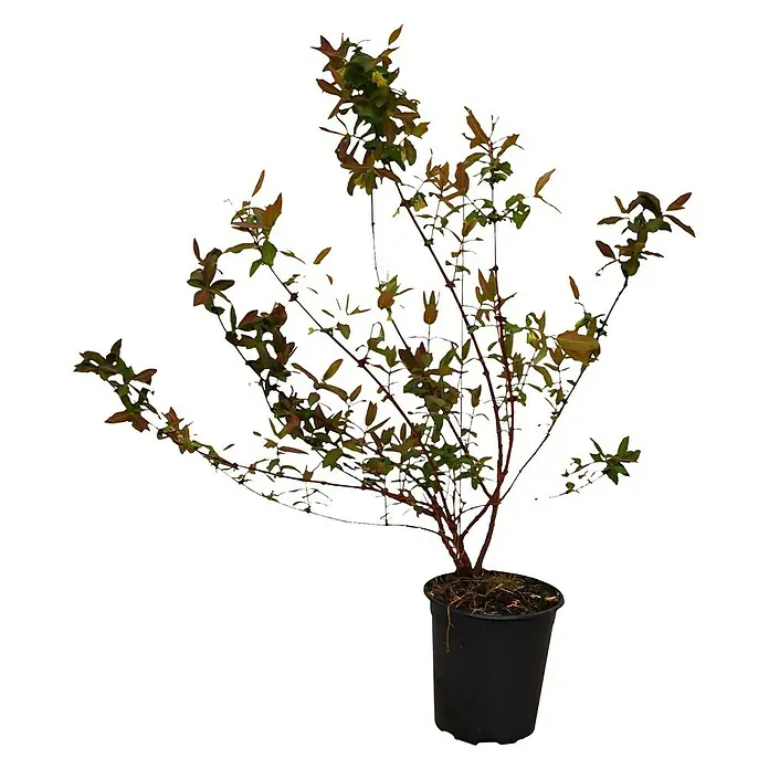 Honigbeere Duet - Lonicera kamtschatica 'Duet', Erntezeit: Mai - Nahaufnahme einer Berberitze im Topf, die eine dekorative Ergänzung für jeden Garten oder Innenraum darstellt.