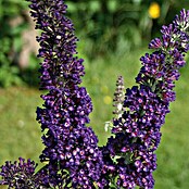 Ziersträucher-Set Blütentraum lila (Buddleja davidii & Hibiscus syriacus, 2 Stk.) | BAUHAUS