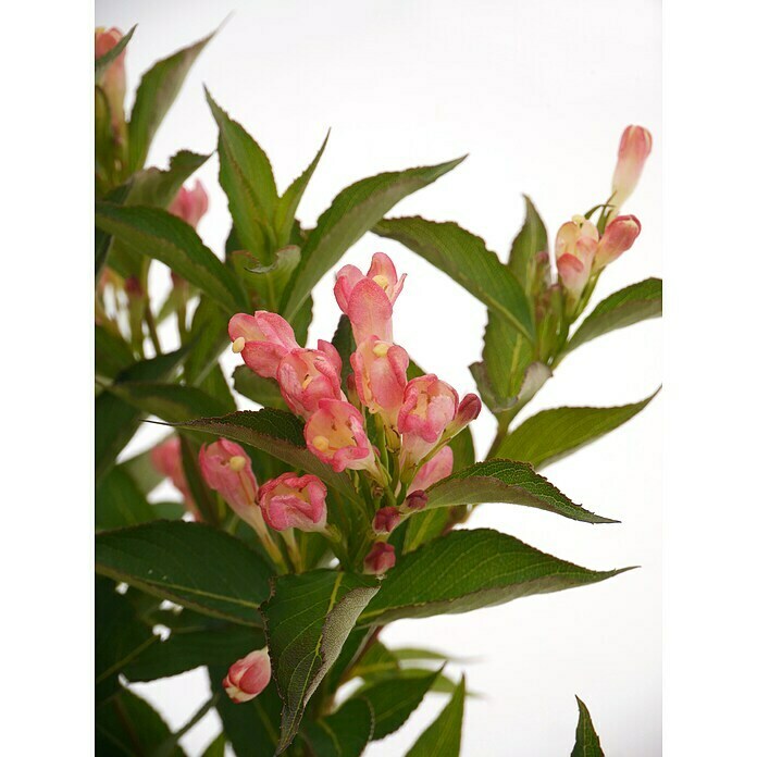 WeigelieWeigela florida 'All Summer Peach'(S), 30 cm - 50 cm Detail Shot