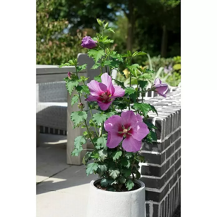 Piardino Garteneibisch - Hibiscus syriacus 'Big Hibiskiss', Topfgröße: 19 cm - Topfhibiskus mit lila Blüten in einem weißen strukturierten Pflanzgefäß auf einer sonnigen Terrasse.