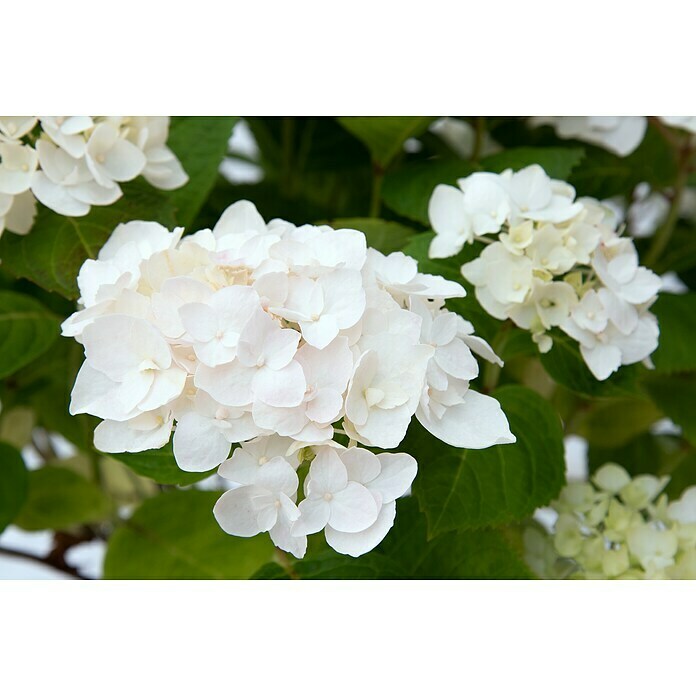 BauernhortensieHydrangea macrophylla 'Endless Summer'® Weiß, Topfvolumen: 5 l, Weiß Detail Shot