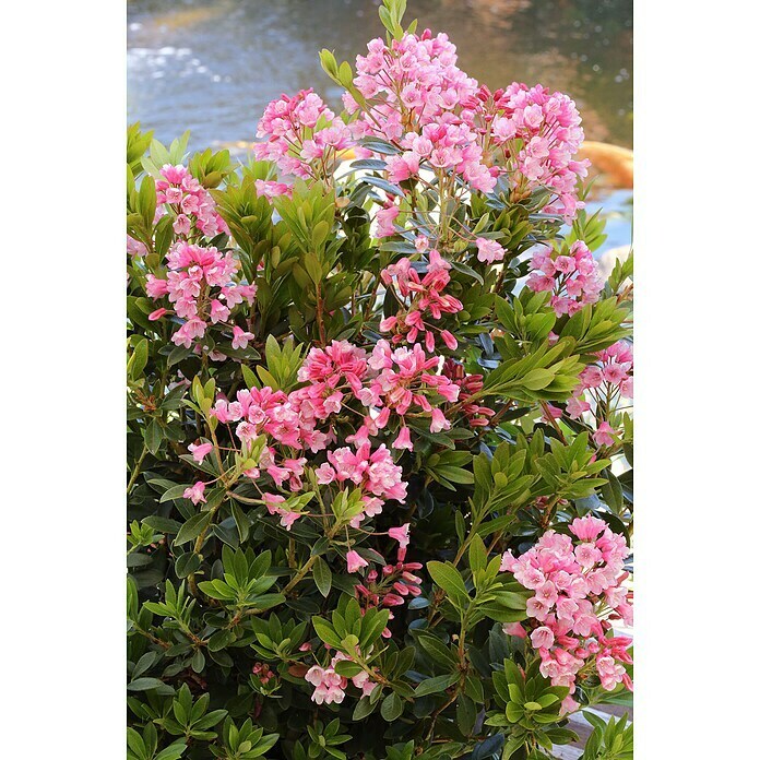 ZwergrhododendronRhododendron micranthum 'Bloombux', Topfvolumen: 5 l, Magenta Detail Shot