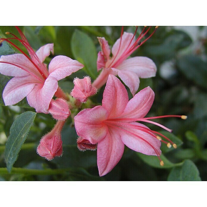 RhododendronRhododendron viscosum 'Pink and Sweet', Topfvolumen: 4,6 l, Hellrosa Detail Shot