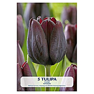 Lukovice proljetnog cvijeća Tulipan Ronaldo (Tamno crvena, Botanički opis: Tulipa)