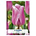 Lukovice proljetnog cvijeća Tulipan Synade Amor 